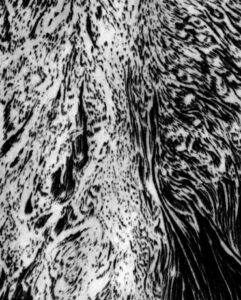 BAZILLE Fanny (2025)