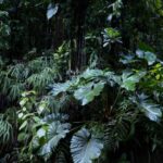 BELLEUX Christian (2026)