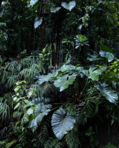 BELLEUX Christian (2026)