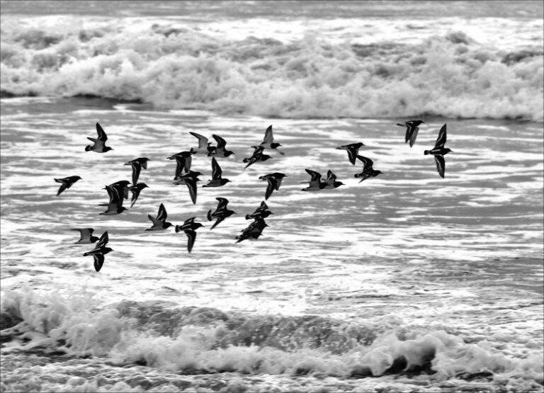 CANARD Jean-Philippe (2025)