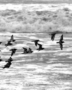 CANARD Jean-Philippe (2025)