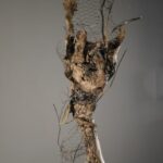 MIEGEBELLE Franck (2026)