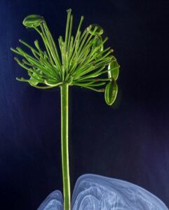 BROUDIC Gwenc&rsquo;hlan (2025)