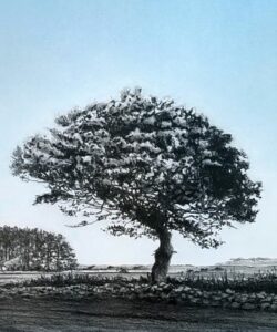 PIRLOT Antoine (2025)