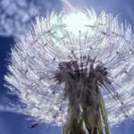 MAREY-VIGNARD Latifa (2026)