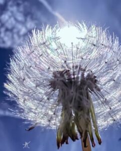 MAREY-VIGNARD Latifa (2026)