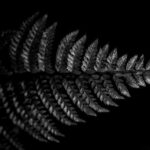 TRAIMANY Sanouk (2026)