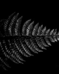 TRAIMANY Sanouk (2026)